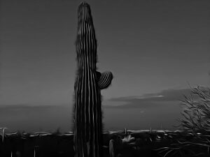 Desert Portrait in Black